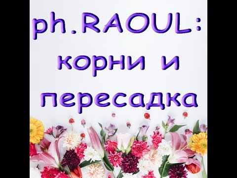 ОРХИДЕЯ "Рауль" (phal.RAOUL):корни и ПЕРЕСАДКА