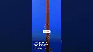 Are plants conscious? | Marvin Liyanage @marvinliyanage