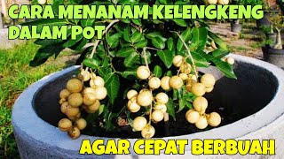 Download lagu HOW TO PLANT LONGAN IN A POT SO THAT IT BEARS FRUIT QUICKLY mp3 Download lagu HOW TO PLANT LONGAN IN A POT SO THAT IT BEARS FRUIT QUICKLY mp3