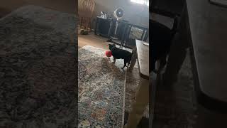 Video preview image #1 Chihuahua Puppy For Sale in Boonton, NJ, USA