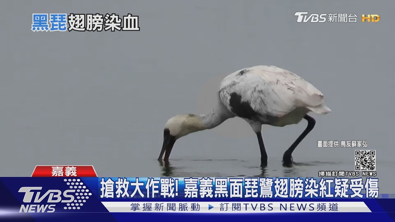 搶救大作戰! 嘉義黑面琵鷺翅膀染紅疑受傷