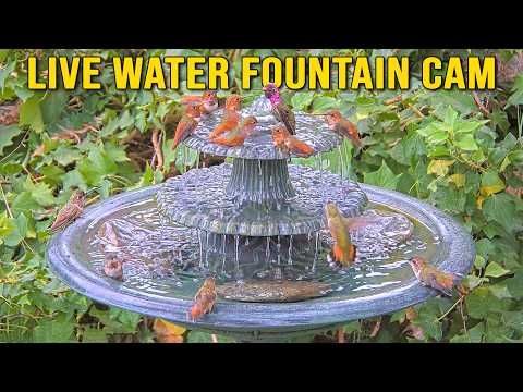 🔴 Live 24/7 🔊 Water Fountain, Bird Bath Cam with Relaxing Sounds