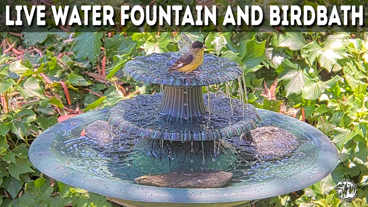 Live webcam view of Hummingbird Bath & Fountain Cam