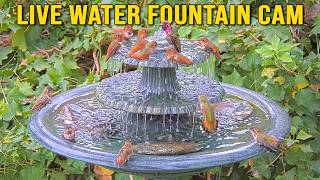 California · 🔊 Water Fountain · Bird Bath with Relaxing Sounds live stream