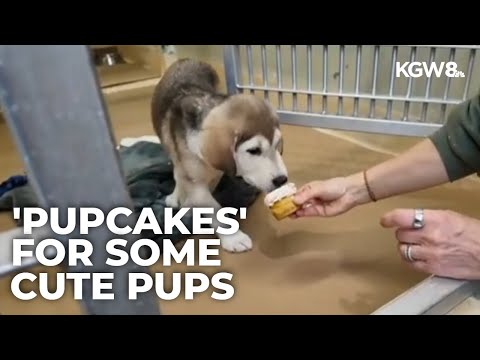 Dogs at Oregon Humane Society get special Thanksgiving treats - YouTube