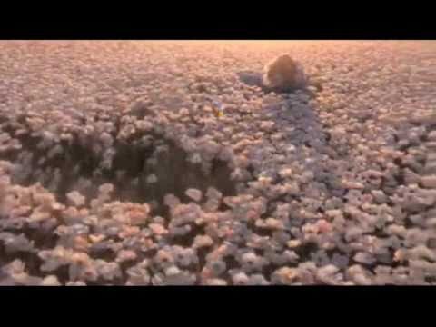 Schiller - I Feel You