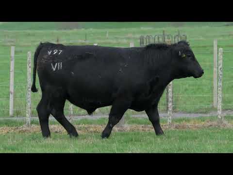 Lot 9  SEVEN HILLS V97 PV