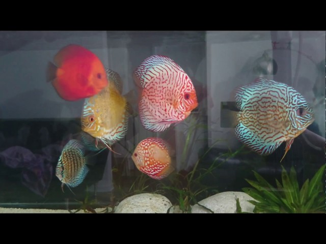 Discus and arowana in natural light.