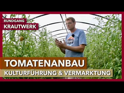 Tomato cultivation in a greenhouse - cultivation guide, tunnel equipment, marketing | Krautwerk |...