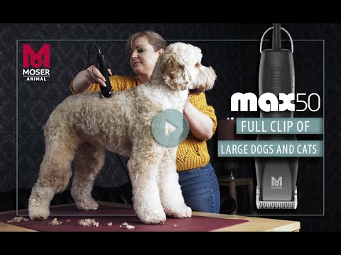 MOSER Max 50 - How to do a full clip on a large dog | MOSER Animal