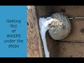 Get Rid Of Wasps