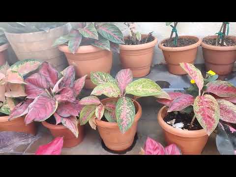 My first ever video on indoor plants @ gardening with Vinutha 