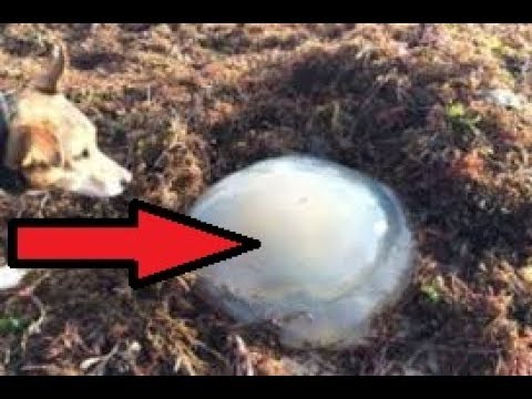 WEIRDEST Things Found Washed Up On Beaches