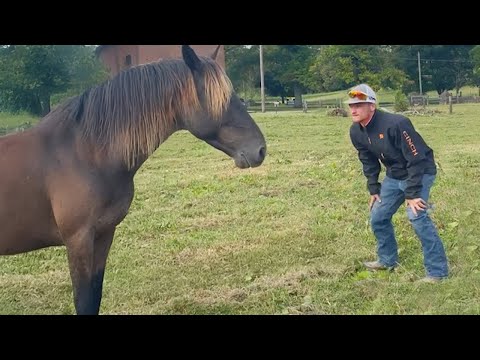 Personne ne veut s'occuper de ce cheval très difficile.