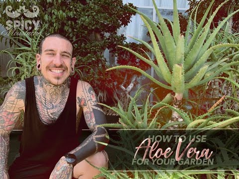 How to Use Aloe Vera for your Garden