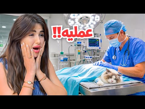 صار لازم نعمل عمليه لقطنا المفضل | اميره خافت !