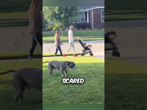 Pitbull Finally Gets Friends 🥺