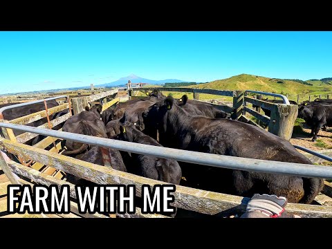Calves to Cattle: Weaning Our Angus Herd