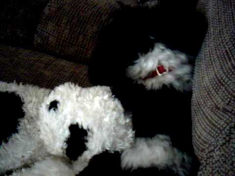 Coco the Papichon confused when woken up