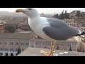 Forum Romanum Rome Noisy Seagull