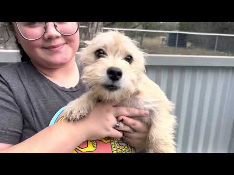 Yvette, an adopted Schnauzer & Terrier Mix in San Antonio, TX_image-1