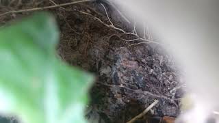 Som de Chuva e gua corrente para dormir e relaxar 1 Hora.