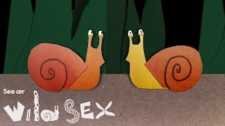 Sex Can Be Complicated... For Snails With Backward Organs