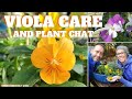 🧡 Viola Plant Chat: Learn Viola Plant Care and More - SGD 226 🧡