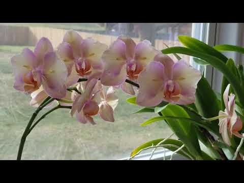 Winter Care Tips for Phalenopsis Orchids: Air Roots & Humidity