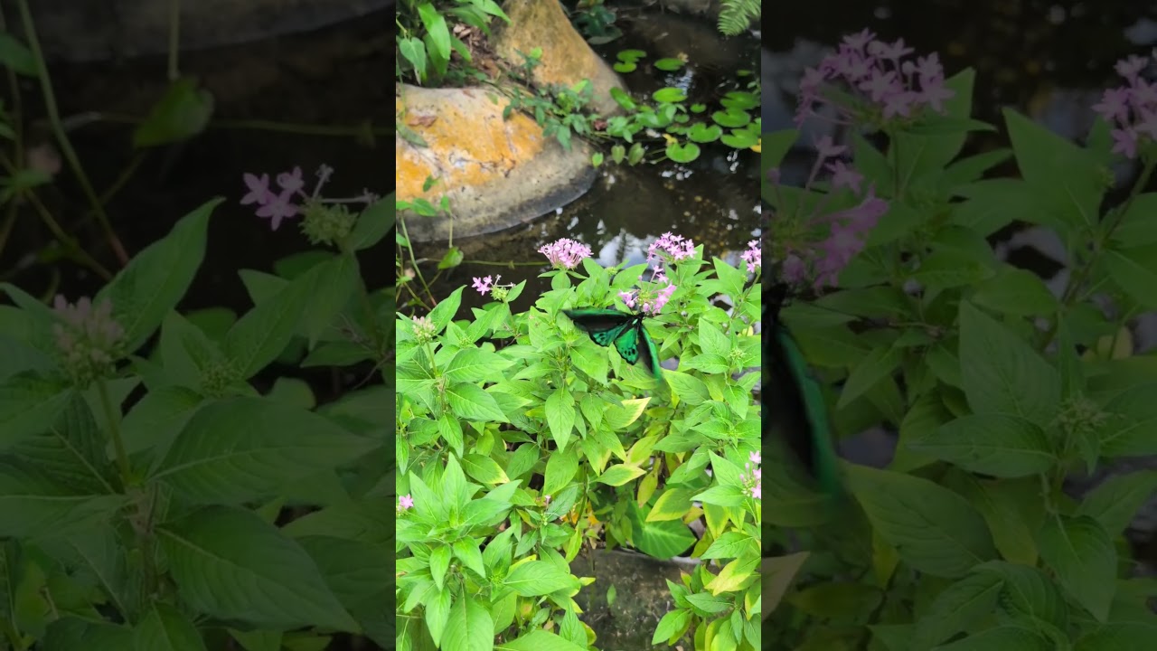 YouTube Short thumbnail