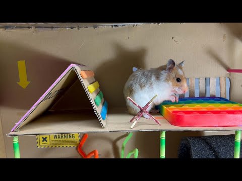 Ms. Hamster Escapes The Best Creative Pop it Maze- Pets in Real Life -1🐹