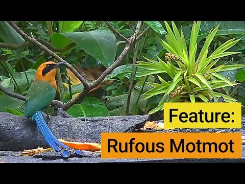 Birds Of The Panama Fruit Feeder: Rufous Motmot