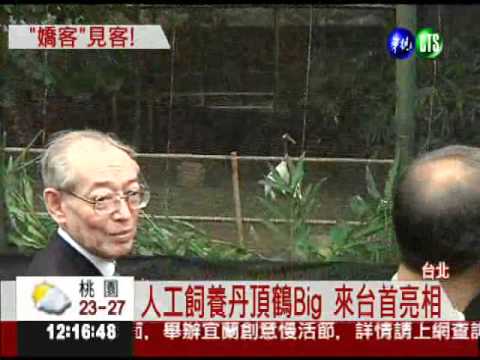 日台交流嬌客 雄丹頂鶴Big首亮相