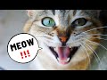 Why Does Your Cat MEOW At You
