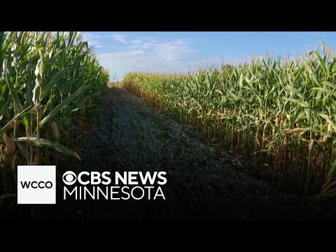 Minnesota school bus full of students goes off-road