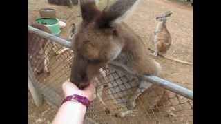 preview picture of video 'Hand Feeding Kangaroos at Greenough Wildlife and Bird Park'