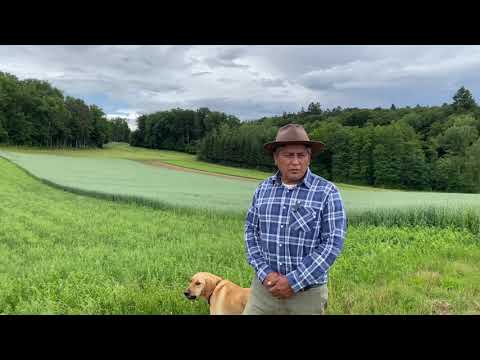 Lupinenanbau auf dem Grüthof