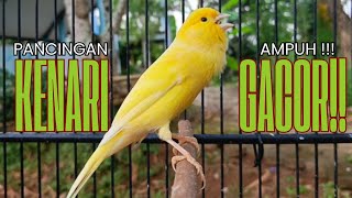 Download lagu Cuit CUIT Masteran Kenari PAUD Super BUNYI Dijamin Cepat Gacor! & agar Kenari diam agar bunyi gacor mp3