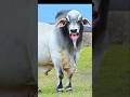 Cow Videos Cow Video COW COW COW Cow Dance Cow Song Cow Cartoon COWS