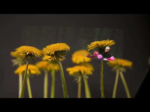 En fjäril la ett ägg