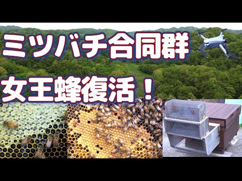 経済学科 晴蜂雨読㉖／合同群での女王蜂の復活、スズメバチトラップの点検、環境視察を考える(2024年5月、その2)／山崎亮一／字幕付き／After united colonies (May 2024)／Sub
