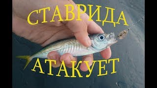 Как ловить ставриду в крыму на самодур
