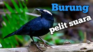 Download lagu Burung anis siberia baru bunyi saat di rawat sangat lama, burung migrasi tamu dari siberia mp3 Download lagu Burung anis siberia baru bunyi saat di rawat sangat lama, burung migrasi tamu dari siberia mp3