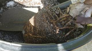 Potting up Palms Properly. Potting up Palms Properly.