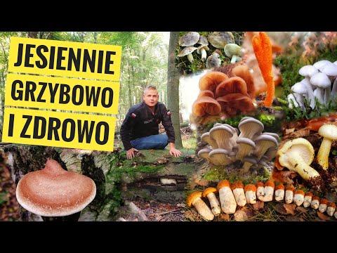 Autumnal, mushroom-filled, and healthy. Mushroom curiosities.