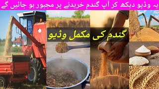 Wheat's Complete Video| How To Cultivate Wheat| Preservation Of Wheat| Shoutout To All Farmers 👳