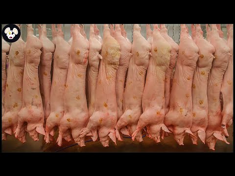 How 72.2 million pigs in the US are raised | Agriculture Technology