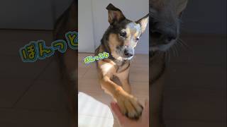 おはようまるちゃん🌞#雑種犬 #雑種 #保護犬 #犬のいる暮らし #いぬのいる生活 #犬のいる生活 #保護犬との暮らし #愛犬 #かわいい犬 #いぬ #犬 #犬動画