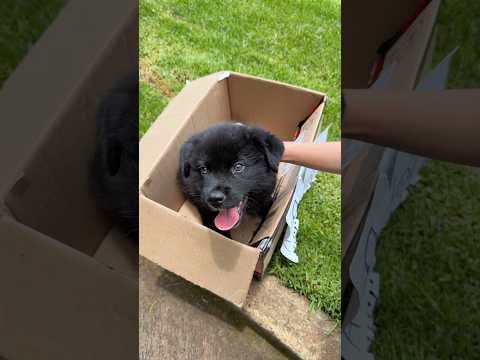 PERRITO 🐶 EN ADOPCIÓN ‼️