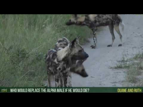 April 24, 2017- Wild Dogs on a kill and a HUGE smile from James Hendry